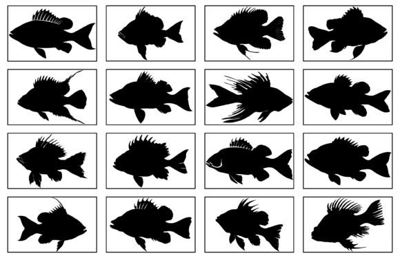 Perch Silhouette Vector for T-Shirt Desi